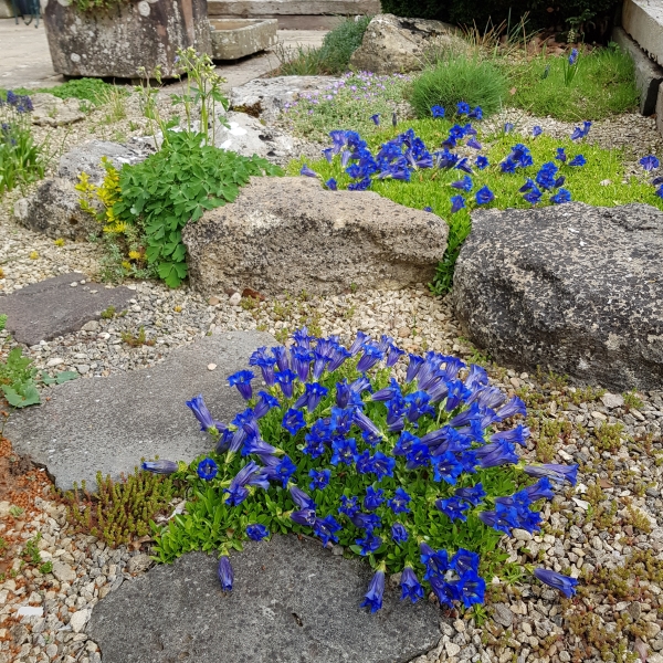 The Alpine Garden Society